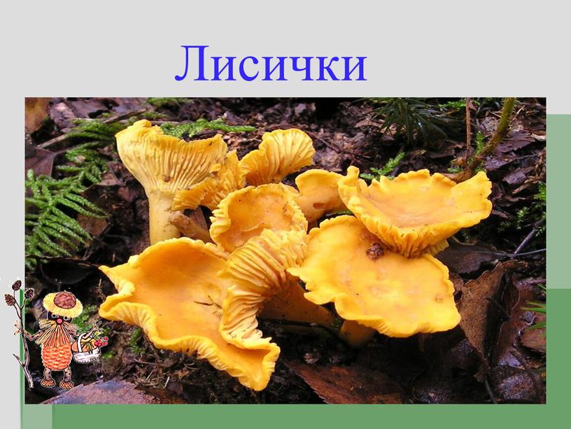 Лисички