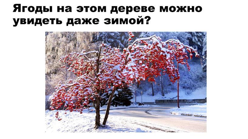 Ягоды на этом дереве можно увидеть даже зимой?