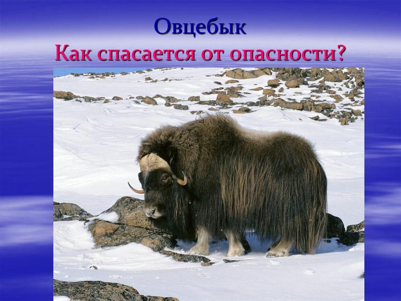 Овцебык Как спасается от опасности?