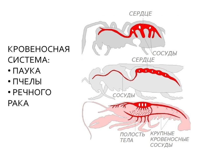 КРОВЕНОСНАЯ СИСТЕМА: ПАУКА ПЧЕЛЫ