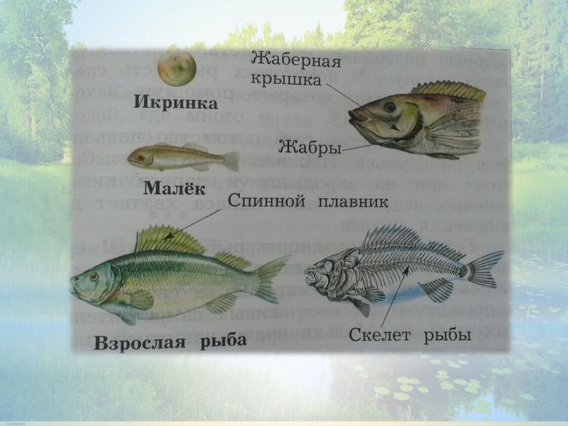 Презентация к уроку окружающего мира "Водоплавающие - жители водоема", "Начальная школа XXI века", 2 класс