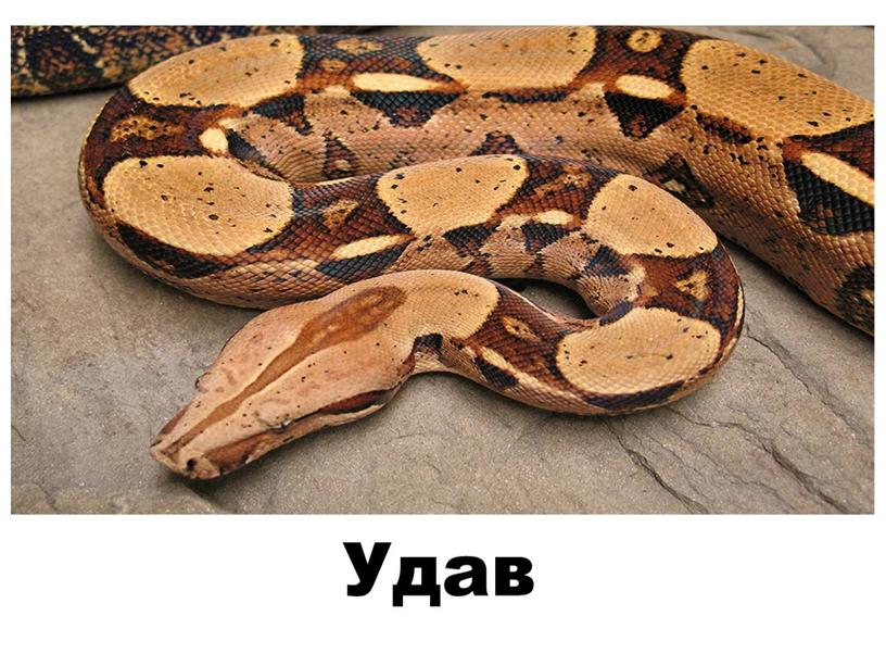 Удав