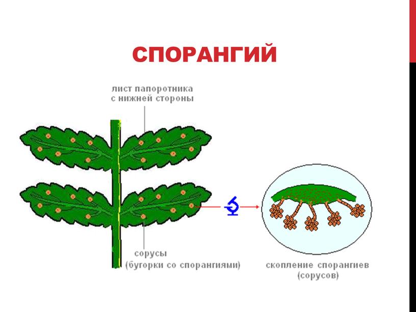 спорангий