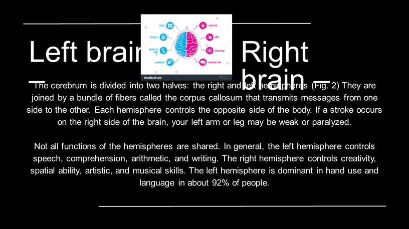 The cerebrum is divided into two halves: the right and left hemispheres (Fig