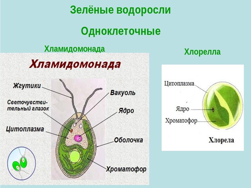 Презентация по биологии "Водоросли"