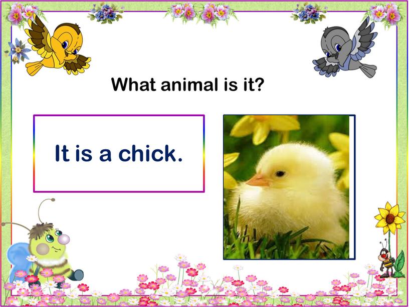 What animal is it? It is a chick