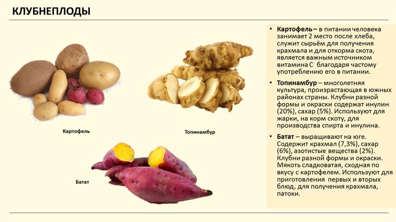 КЛУБНЕПЛОДЫ Картофель – в питании человека занимает 2 место после хлеба, служит сырьём для получения крахмала и для откорма скота, является важным источником витамина