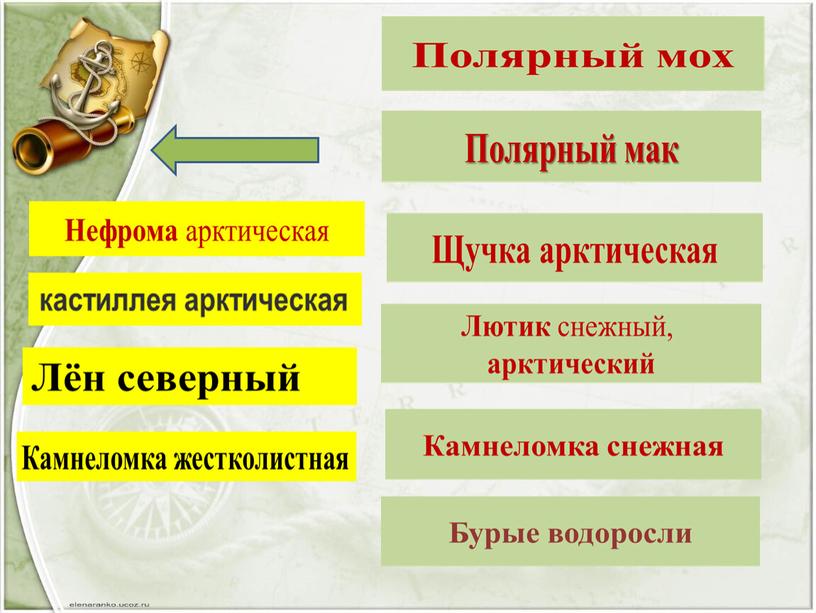 Презентация по окружающему миру на тему "Зона арктических пустынь" (4 класс)