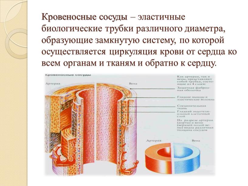 Кровеносные сосуды – эластичные биологические трубки различного диаметра, образующие замкнутую систему, по которой осуществляется циркуляция крови от сердца ко всем органам и тканям и обратно…