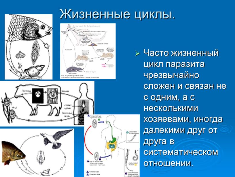 Жизненные циклы. Часто жизненный цикл паразита чрезвычайно сложен и связан не с одним, а с несколькими хозяевами, иногда далекими друг от друга в систематическом отношении