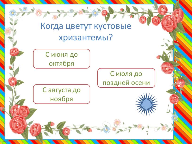 Когда цветут кустовые хризантемы?