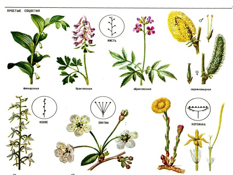 Соцветия, 6 класс, биология