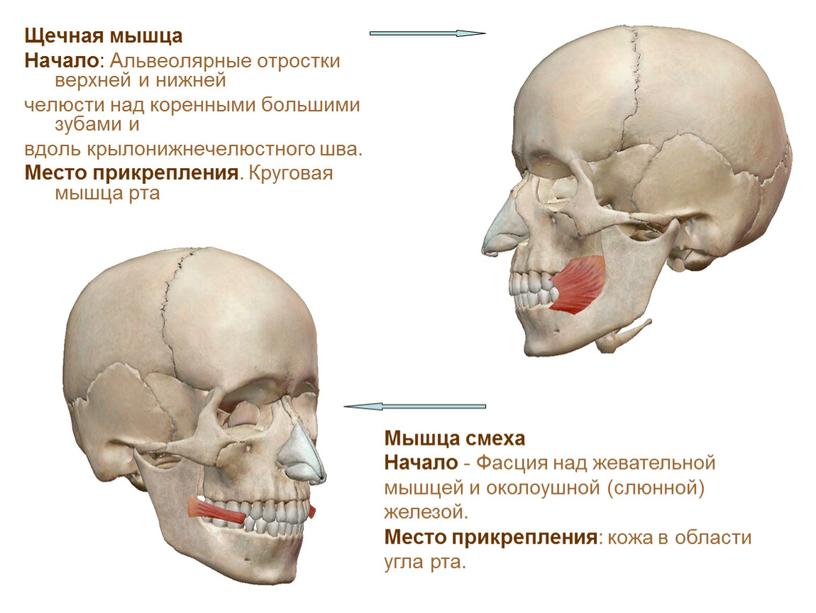 Щечная мышца Начало : Альвеолярные отростки верхней и нижней челюсти над коренными большими зубами и вдоль крылонижнечелюстного шва