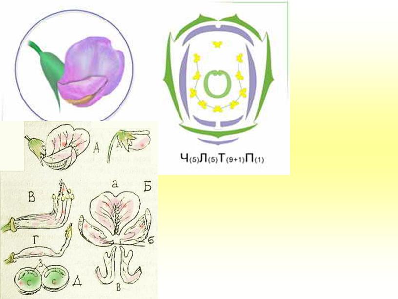 Семейства пасленовые и бобовые , 7 класс, биология