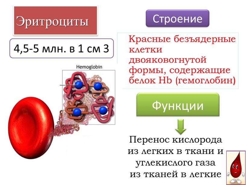 Эритроциты Красные безъядерные клетки двояковогнутой формы, содержащие белок