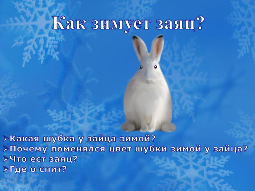 Как зимует заяц? Какая шубка у зайца зимой?