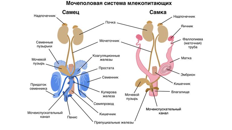 Многообразие класса Млекопитающие. Основные эволюционные преобразования и внутренне строение представителей.