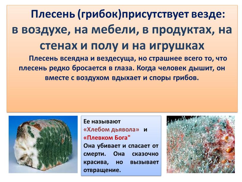 Плесень (грибок)присутствует везде: в воздухе, на мебели, в продуктах, на стенах и полу и на игрушках