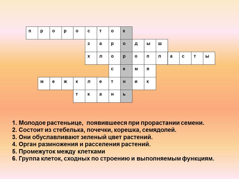 Молодое растеньице, появившееся при прорастании семени