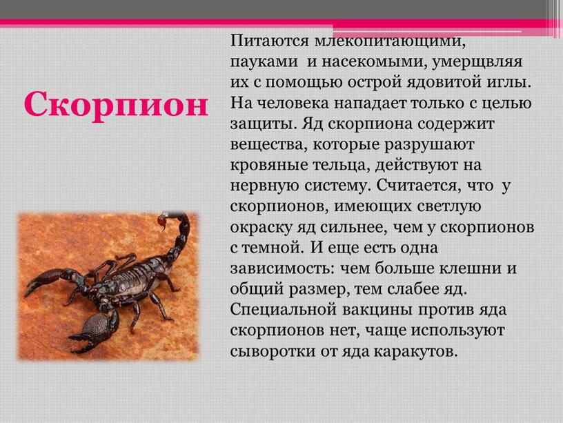 Скорпион Питаются млекопитающими, пауками и насекомыми, умерщвляя их с помощью острой ядовитой иглы