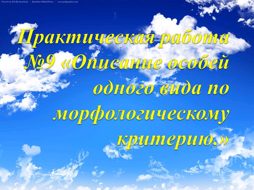 Практическая работа №9 «Описание особей одного вида по морфологическому критерию