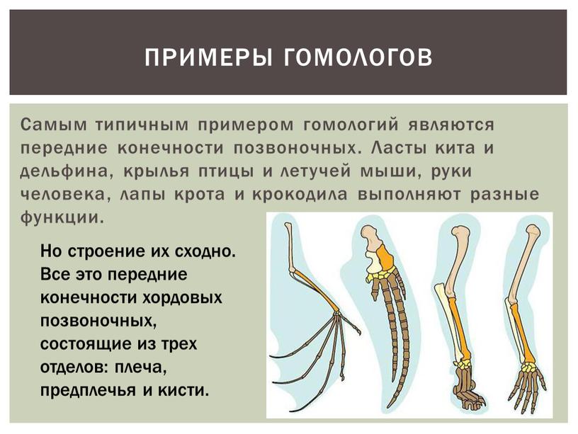 Самым типичным примером гомологий являются передние конечности позвоночных