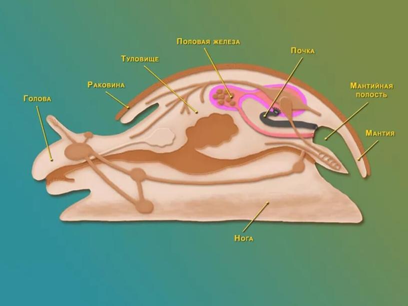 Презентация по биологии на тему "Брюхоногие моллюски"