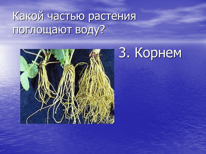 Какой частью растения поглощают воду? 3