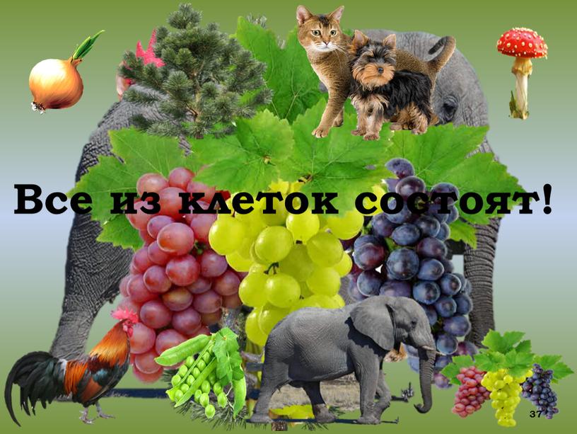 из клеток состоят! Все 37