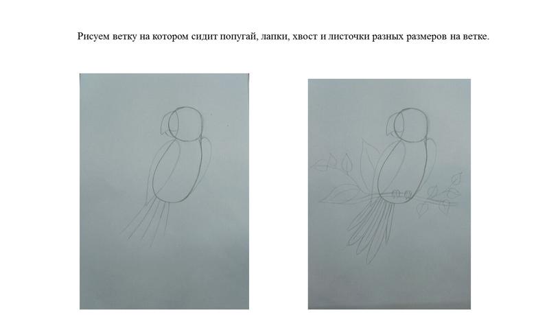 Рисуем ветку на котором сидит попугай, лапки, хвост и листочки разных размеров на ветке