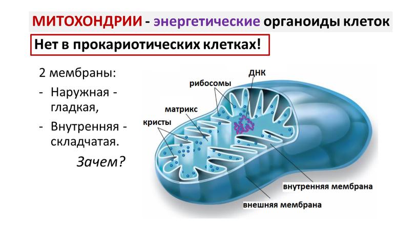 МИТОХОНДРИИ - энергетические органоиды клеток 2 мембраны: