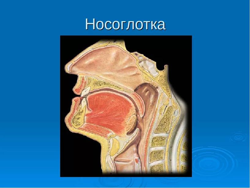 Презентация к уроку "О вреде курения-языком неравенств"