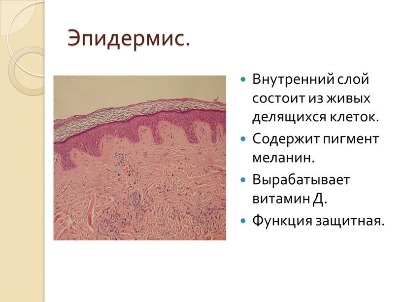 Эпидермис. Внутренний слой состоит из живых делящихся клеток