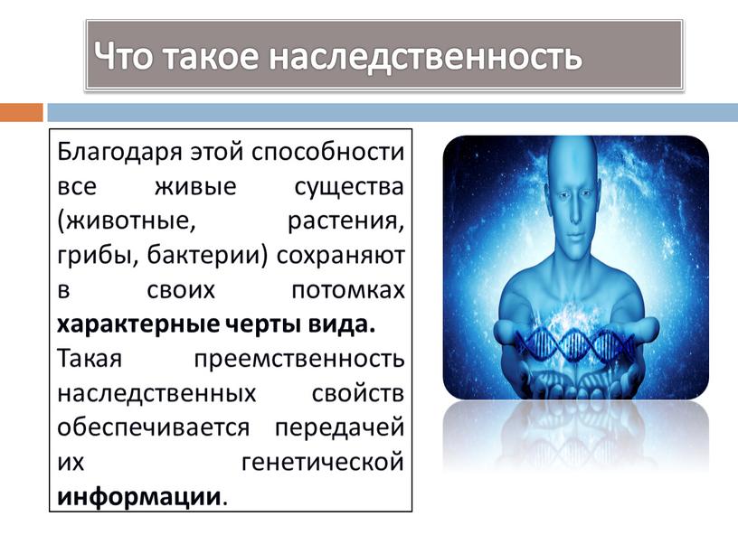 Что такое наследственность Благодаря этой способности все живые существа (животные, растения, грибы, бактерии) сохраняют в своих потомках характерные черты вида