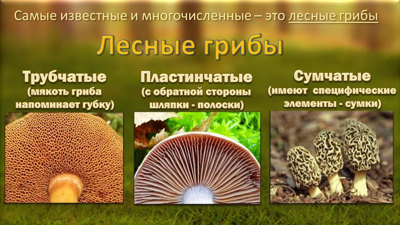 Самые известные и многочисленные – это лесные грибы