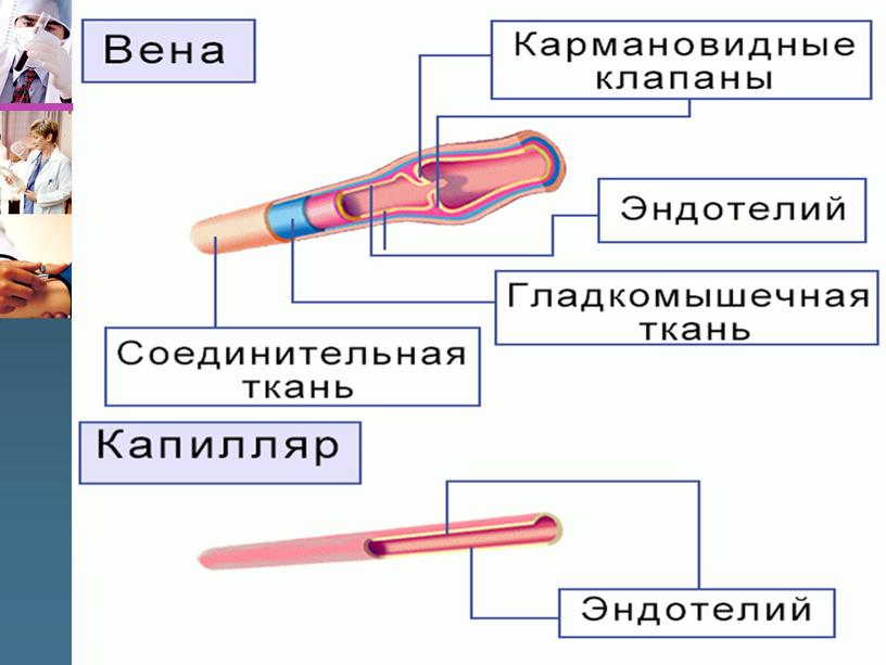 Ангиология (учение о сосудах)