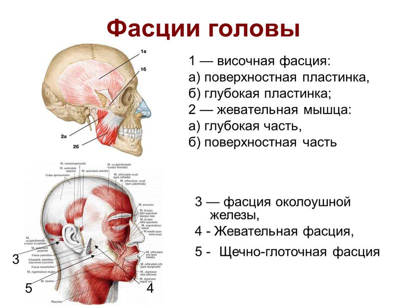 Фасции головы 1 — височная фасция: а) поверхностная пластинка, б) глубокая пластинка; 2 — жевательная мышца: а) глубокая часть, б) поверхностная часть 3 — фасция…