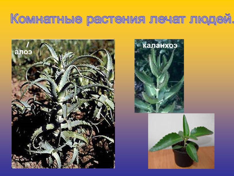 Комнатные растения лечат людей