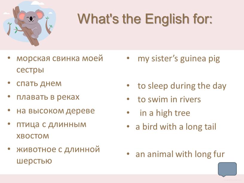 What's the English for: морская свинка моей сестры спать днем плавать в реках на высоком дереве птица с длинным хвостом животное с длинной шерстью my…