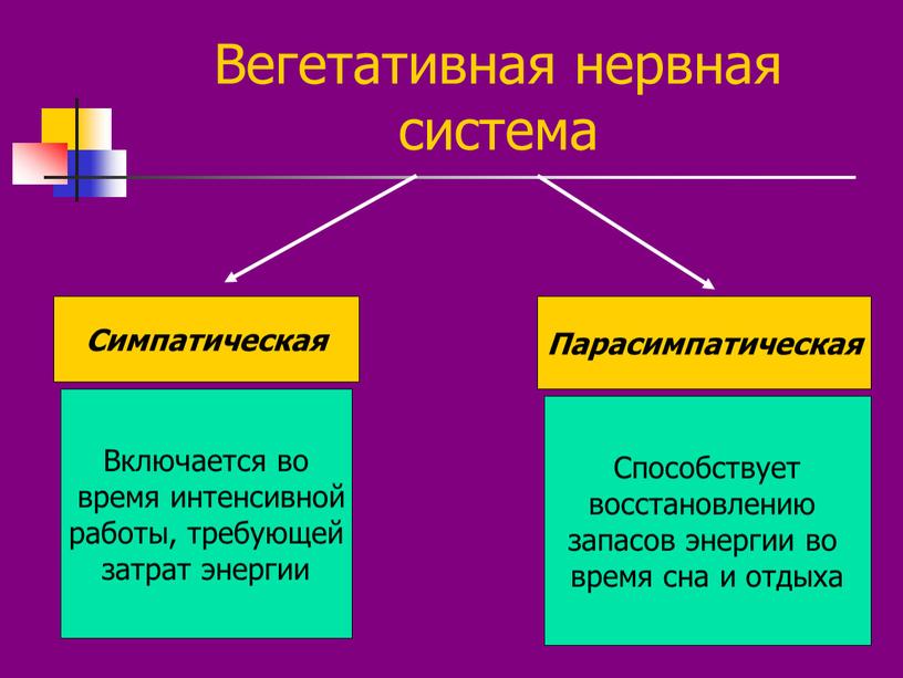 Вегетативная нервная система Симпатическая