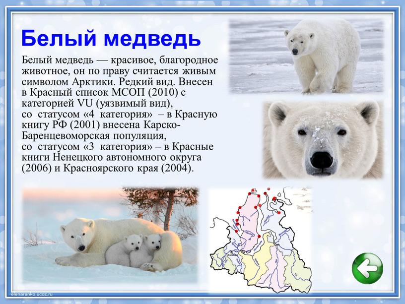 Белый медведь Белый медведь — красивое, благородное животное, он по праву считается живым символом