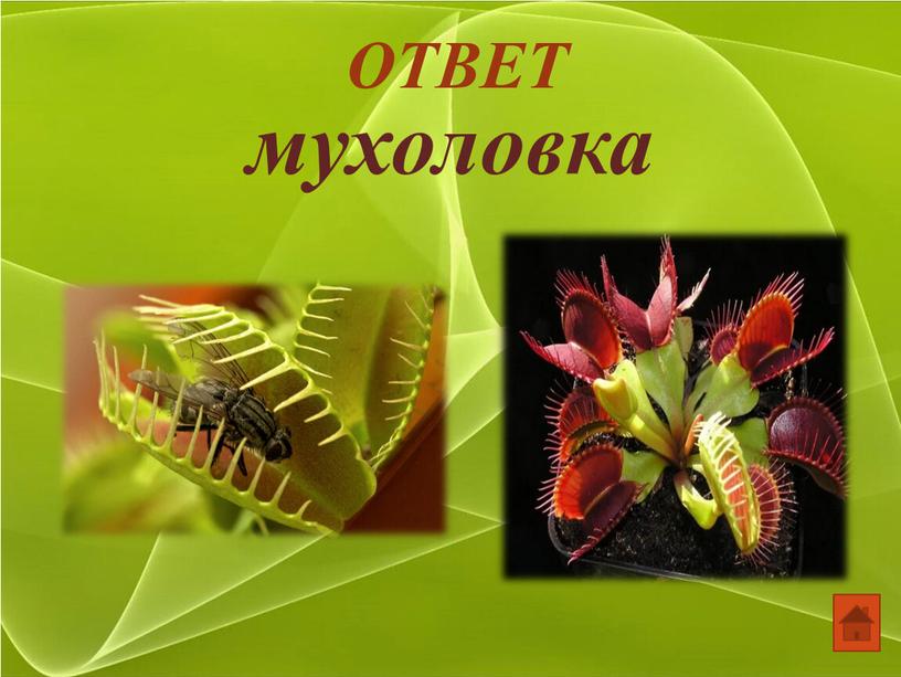 ОТВЕТ мухоловка