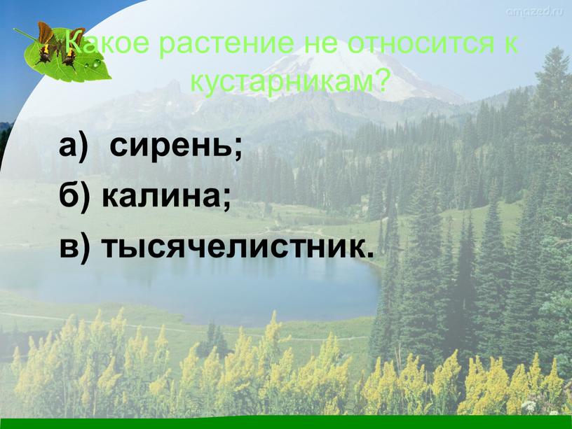 Какое растение не относится к кустарникам? а) сирень; б) калина; в) тысячелистник