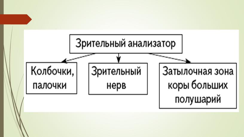 Презентация  к уроку "Глаз как орган зрения и оптическая система"