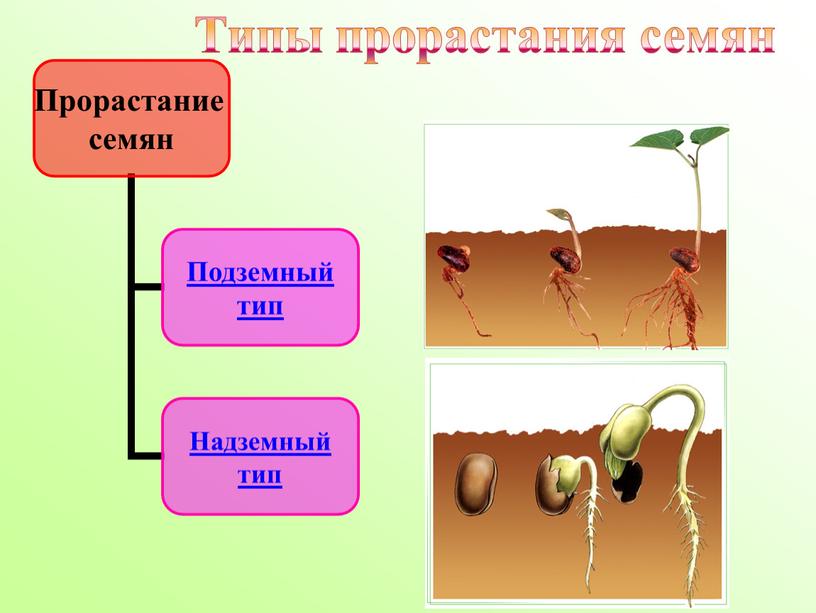 Типы прорастания семян