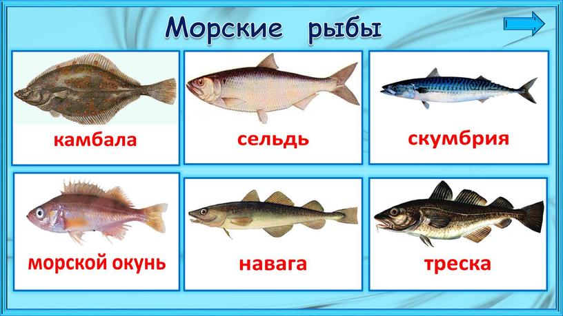 Морские рыбы