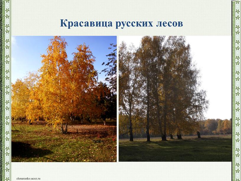 Красавица русских лесов