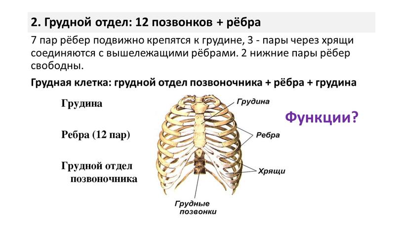 Грудной отдел: 12 позвонков + рёбра 7 пар рёбер подвижно крепятся к грудине, 3 - пары через хрящи соединяются с вышележащими рёбрами