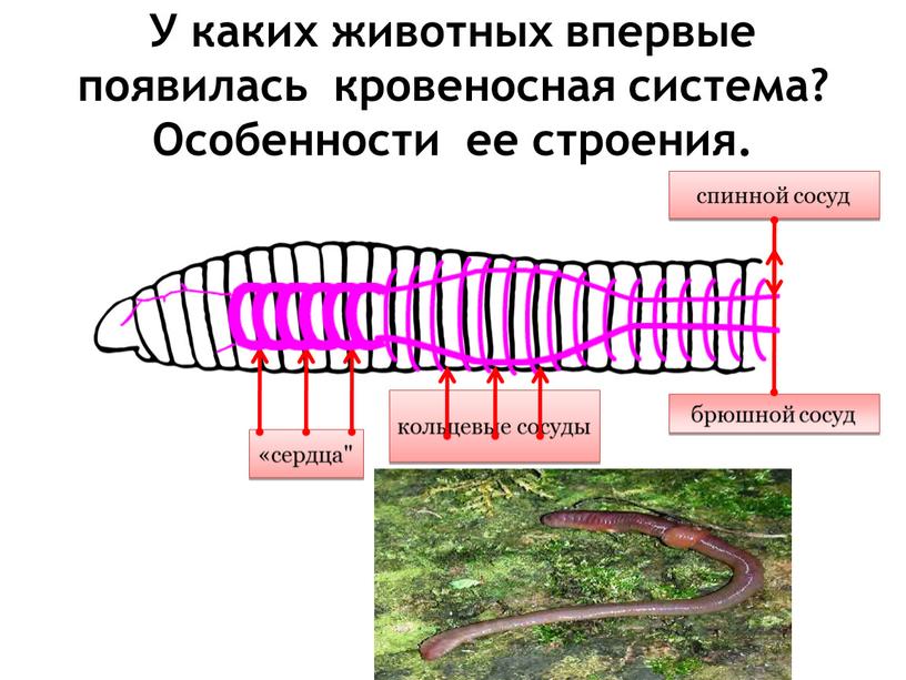 У каких животных впервые появилась кровеносная система?