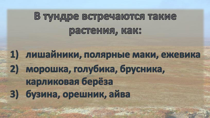 В тундре встречаются такие растения, как: лишайники, полярные маки, ежевика морошка, голубика, брусника, карликовая берёза бузина, орешник, айва